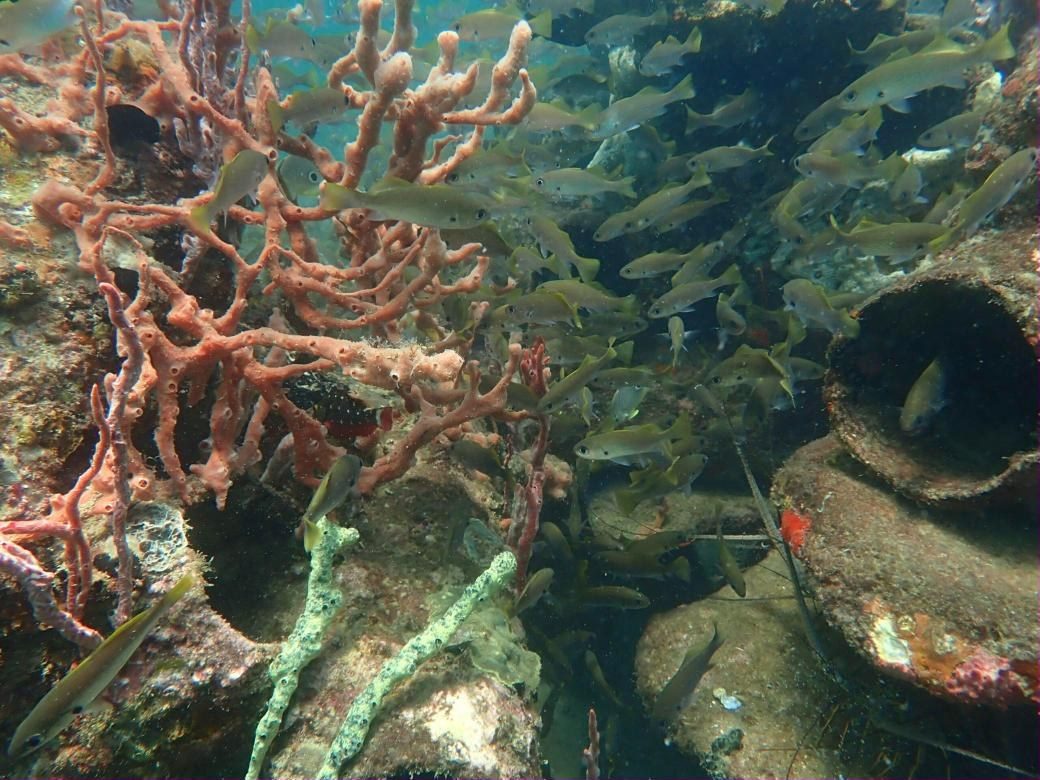 Fish swimming among coral growing on a Rotary Reef structure